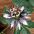 Passion Flower ‘Sapphire’ (Passiflora hybrid)