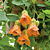 Abutilon ‘Orange Cascade’ (Abutilon hybrid)