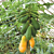 Papaya Tree ‘Tainung’ (Carica papaya)
