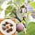 Fig ‘Texas Everbearing’ (Ficus carica)