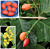 Peanut Butter Fruit Plant (Bunchosia armeniaca)