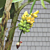 Banana Plant ‘Veinte Cohol’ (Musa hybrid)