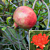 Pomegranate Tree ‘Big Red’ (Punica granatum)