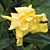 Yellow Gardenia (Gardenia jasminoides ‘Aurea’)