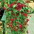Creeping Gloxinia Lofos™ ‘Wine Red’ PP (Lophospermum hybrid)