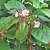 Twisted Cord Flower (Strophanthus caudatus) 
