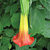 Red Angel’s Trumpet (Brugmansia sanguinea)