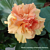 Hibiscus Klahanie™ ‘Maria Montessori’ PP (Hibiscus rosa-sinensis hybrid)