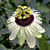 Passion Flower ‘Panda’ (Passiflora hybrid)