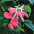 Pink Pendant Passion Flower (Passiflora racemosa ‘Pink’)