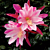 Orchid Cactus ‘Pink’ (Epiphyllum hybrid)