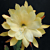 Orchid Cactus ‘Vista Sun’ (Epiphyllum hybrid) 
