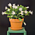 White Easter Cactus ‘Sirius’ PP (Rhipsalidopsis hybrid)