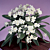 Cape Primrose ‘Maassen’s White’ (Streptocarpus hybrid)