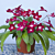 Cape Primrose ‘Texas Hot Chili’ (Streptocarpus hybrid)