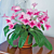 Cape Primrose ‘Something Special’ (Streptocarpus hybrid)  