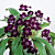Cape Primrose ‘Ink Blot’ (Streptocarpus hybrid)