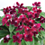 Cape Primrose ‘Red Alert’ (Streptocarpus hybrid)