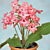 Cape Primrose ‘Salmon Sunset’ (Streptocarpus hybrid)