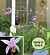 Terrestrial Orchid ‘Kate’ PPAF (Bletilla yokohama)