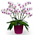 Phalaenopsis Multiflora Orchid ‘Prima Piano’ (Phalaenopsis hybrid)