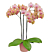 Phalaenopsis Orchid ‘Showpiece’ (Phalaenopsis hybrid)
