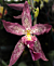 Bllra Orchid Marfitch ‘Howard’s Dream’ AM/AOS (Brassia x Cochlioda x Miltonia x Odontoglossum hybrid)