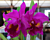 Blc. Orchid Purple Ruby ‘#15’ (Brassavola x Laelia x Cattleya)