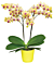 Phalaenopsis Multiflora Orchid ‘Spunky’ (Phalaenopsis hybrid)
