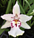 Alcra Orchid Memoria Khun Krairit ‘Stargazer’ (Brassia x Miltonia x Oncidium hybrid)