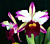 Blc. Orchid Ann Cleo ‘Callyn’ AM/AOS (Brassavola x Laelia x Cattleya)