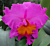 Blc. Orchid Pink Empress ‘Ju-Sen’ AM/AOS (Brassavola x Laelia x Cattleya)