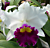Lc Orchid Chyong Guu Swan ‘Ruby Lip’ AM/ASROC (Laelia x Cattleya hybrid)