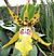 Alcra Orchid Pacific Nova ‘Butter Buds’ (Brassia x Miltonia x Oncidium hybrid)