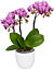 Phalaenopsis Multiflora Orchid ‘Girl Talk’ (Phalaenopsis hybrid)