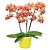 Phalaenopsis Multiflora Orchid ‘Sunset Love’ (Phalaenopsis hybrid)