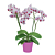 Phalaenopsis Multiflora Orchid ‘Sweetheart’ (Phalaenopsis hybrid)