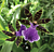 Zygo Orchid Syd Monkhouse (Zygopetalum hybrid)