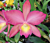 Potinara Orchid Love Avenue ‘Serenade’ (Potinara hybrid)