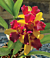 Potinara Orchid Burana Beauty ‘Buenaflor’ (Potinara hybrid)