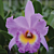 Blc. Orchid Mahina Yahiro ‘Mishima’ AM/AOS (Brassavola x Laelia x Cattleya hybrid)