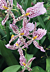 Bllra Orchid Tropic Tom ‘Purple Paisley’ (Brassia x Cochlioda x Miltonia x Odontoglossum hybrid)