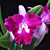 Blc. Orchid Sa-Ngob Delight ‘Krairit’ (Brassavola x Laelia x Cattleya)