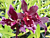 Vuyl Orchid Melissa Brianne ‘Dark’ (Vuylstekeara hybrid)