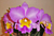 Lc Orchid Irene Newman ‘Happy Days’ (Laelia x Cattleya hybrid)