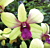 Den. Orchid Thongchai Gold ‘Virog’ (Dendrobium hybrid)