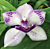 Tst. Orchid Melinda Marie ‘Blue Fairy’ (Tsubotaara hybrid)