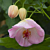 Abutilon ‘Pink Parachute’ (Abutilon hybrid)