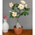 Desert Rose ‘Yellow Fragrance’ (Adenium hybrid)