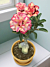 Desert Rose ‘Beautiful Dreamer’ (Adenium hybrid)